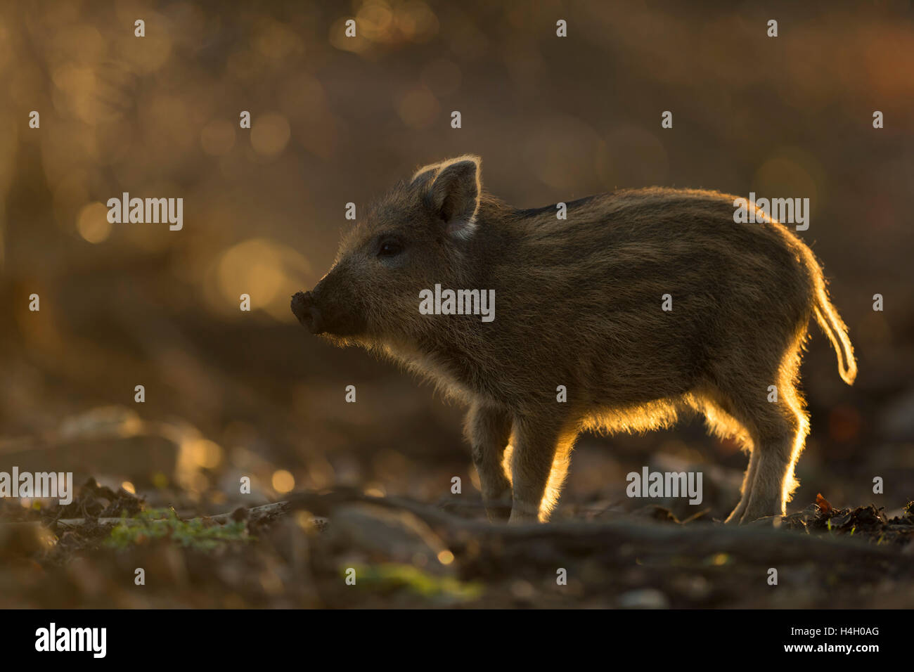 Wild boar / Wildschwein ( Sus scrofa ), little piglet, backlight situation, about two weeks old, exploring the forest ground. Stock Photo