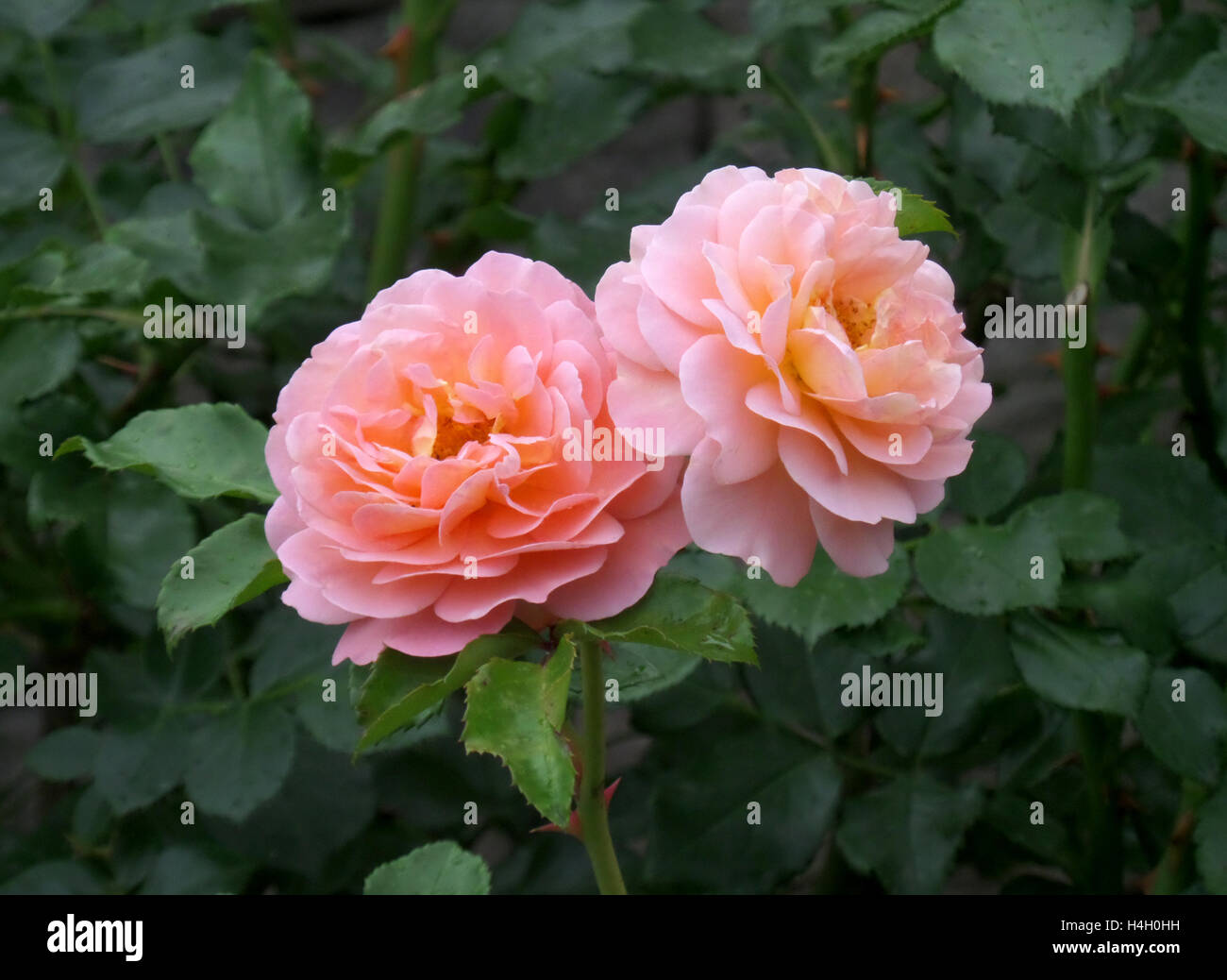Two Roses With Stem Two roses on one stem hi-res stock photography and images - Alamy