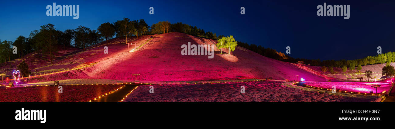 The beautiful pink Shiba Sakura at Hokkaido, Japan around twilight Stock Photo