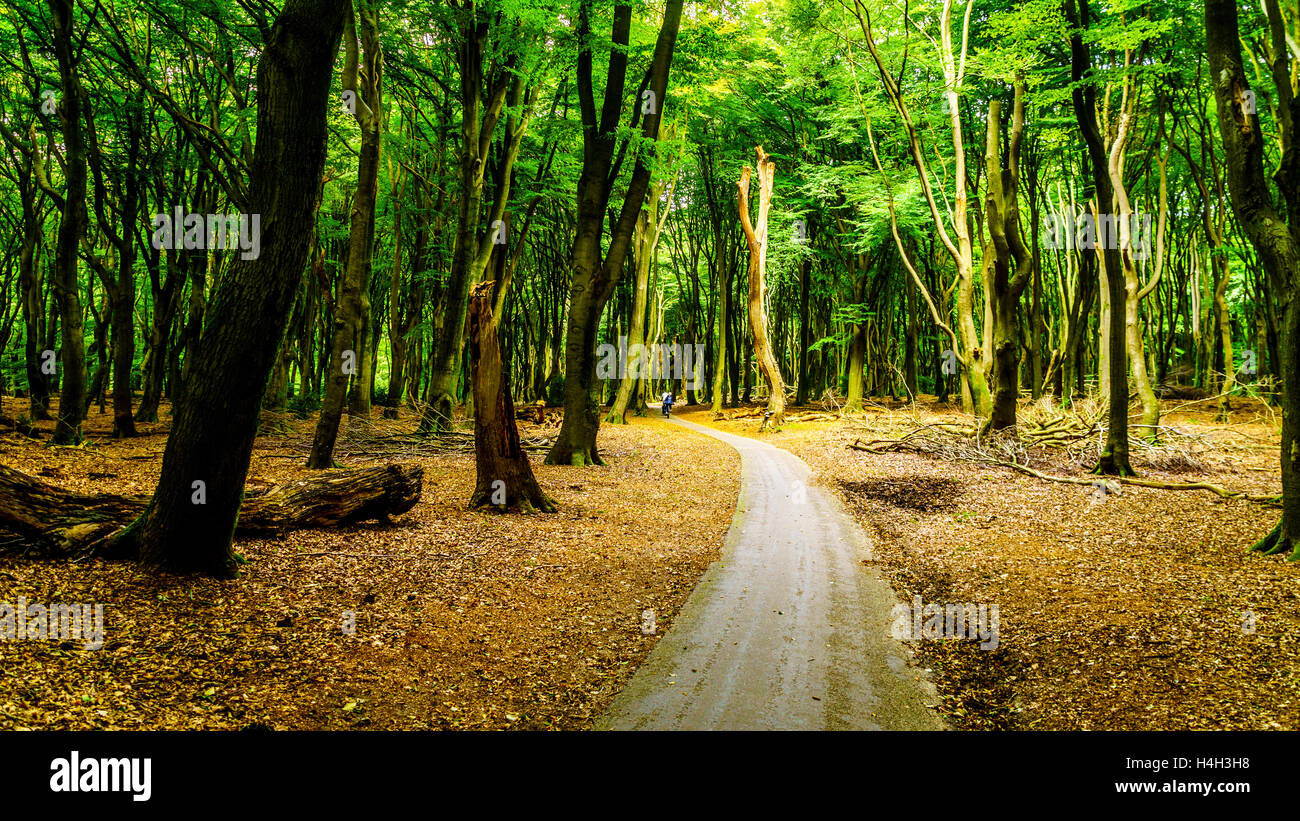 Forest trees dense walking hi-res stock photography and images - Alamy