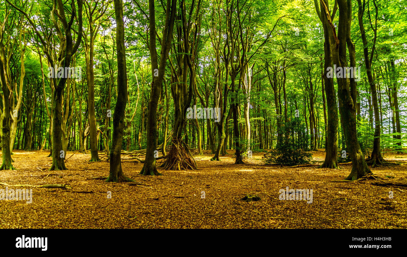 Covering forest floor hi-res stock photography and images - Alamy