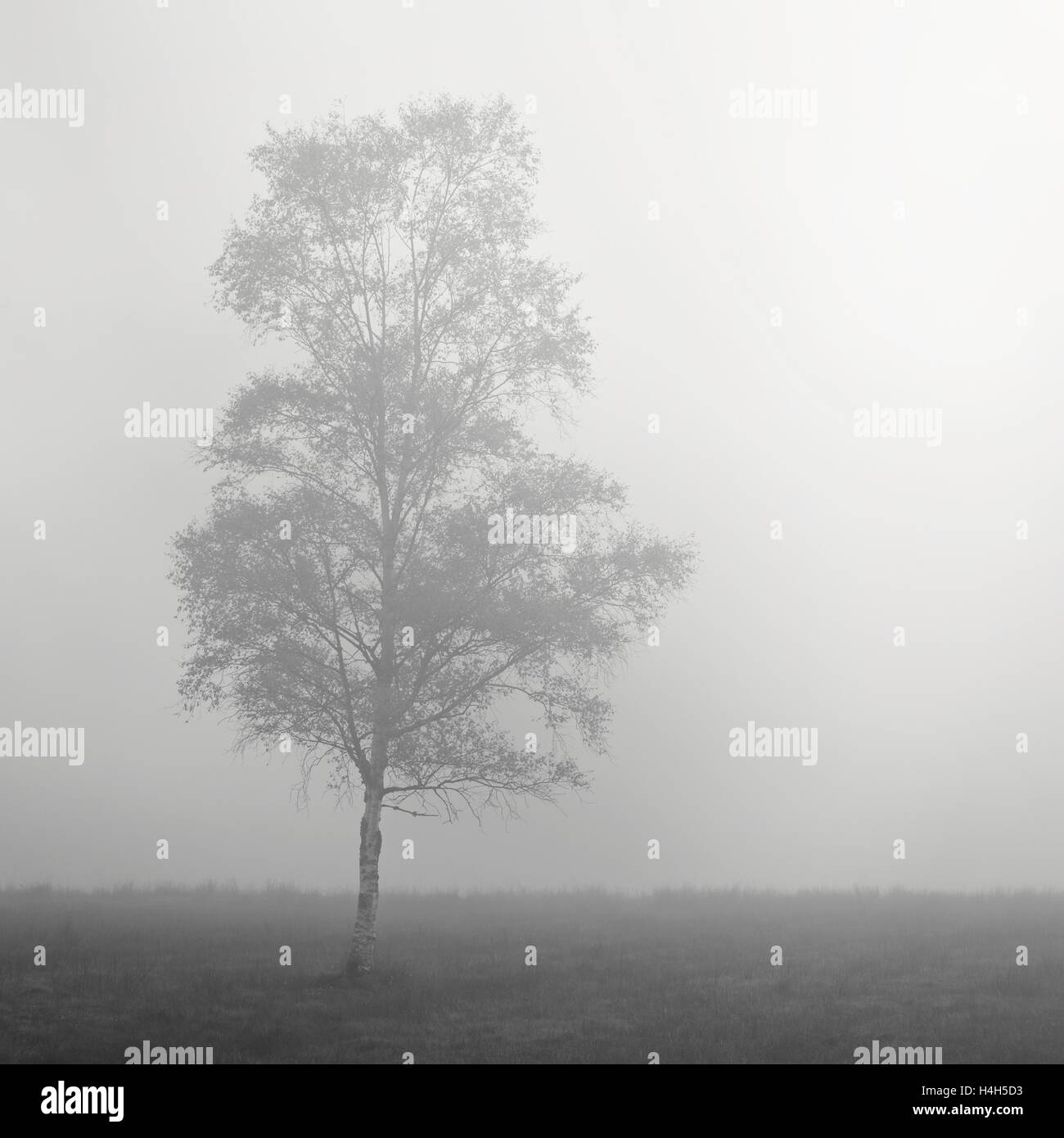 A foggy image of a tree on Loch Achray Stock Photo