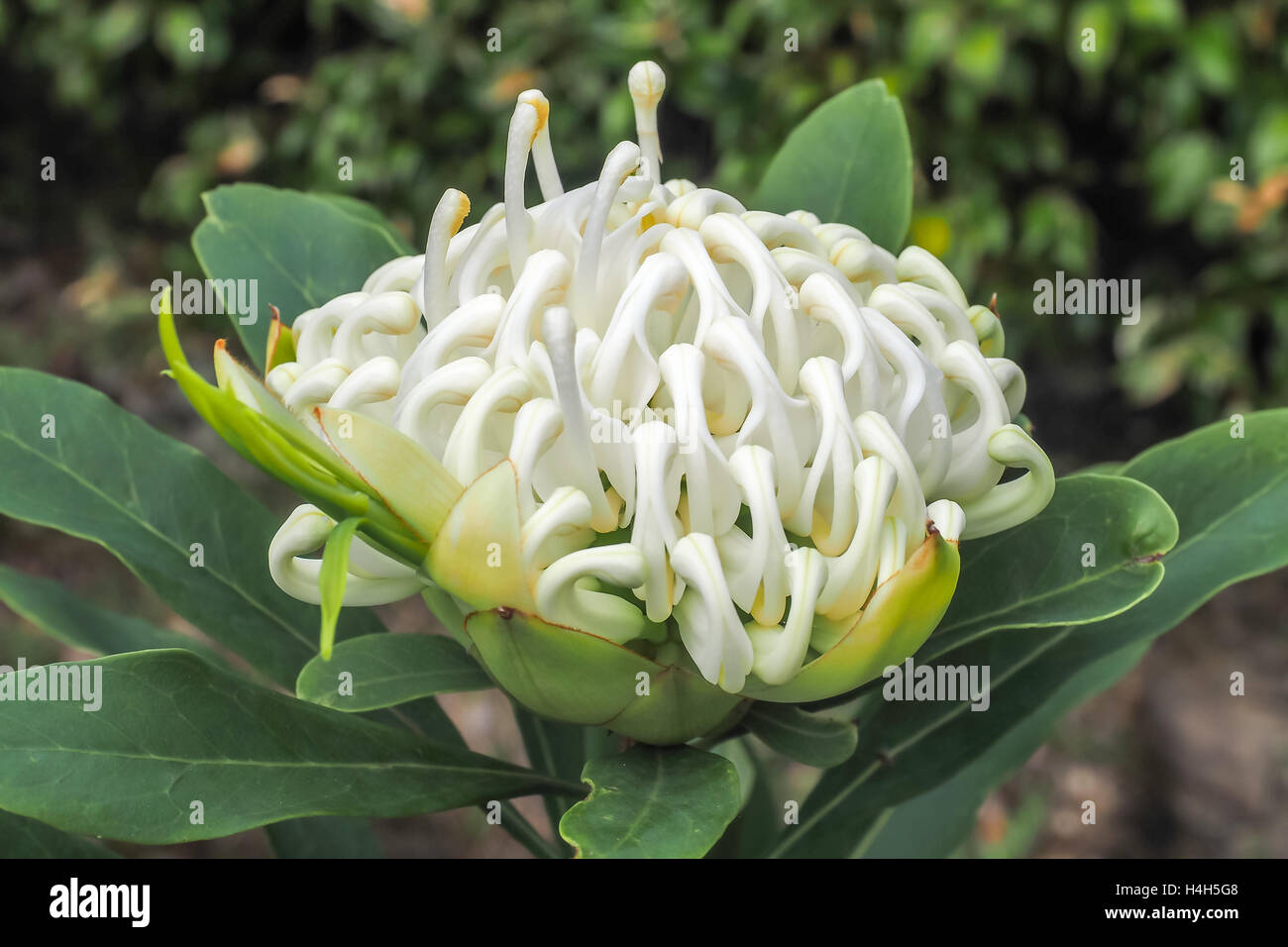 Waratah Flower High Resolution Stock Photography and Images Alamy