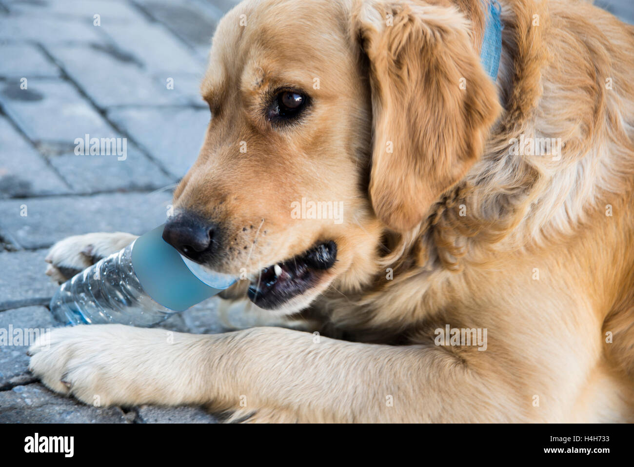 Dog playing with plastic bottle hi res stock photography and images Alamy