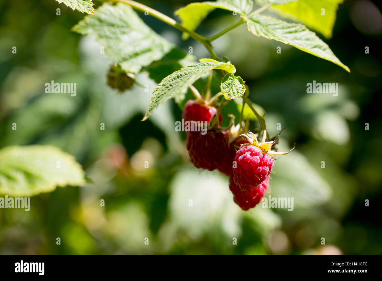 A branch of ripe raspberries outdoors close up, growing in fruit ...