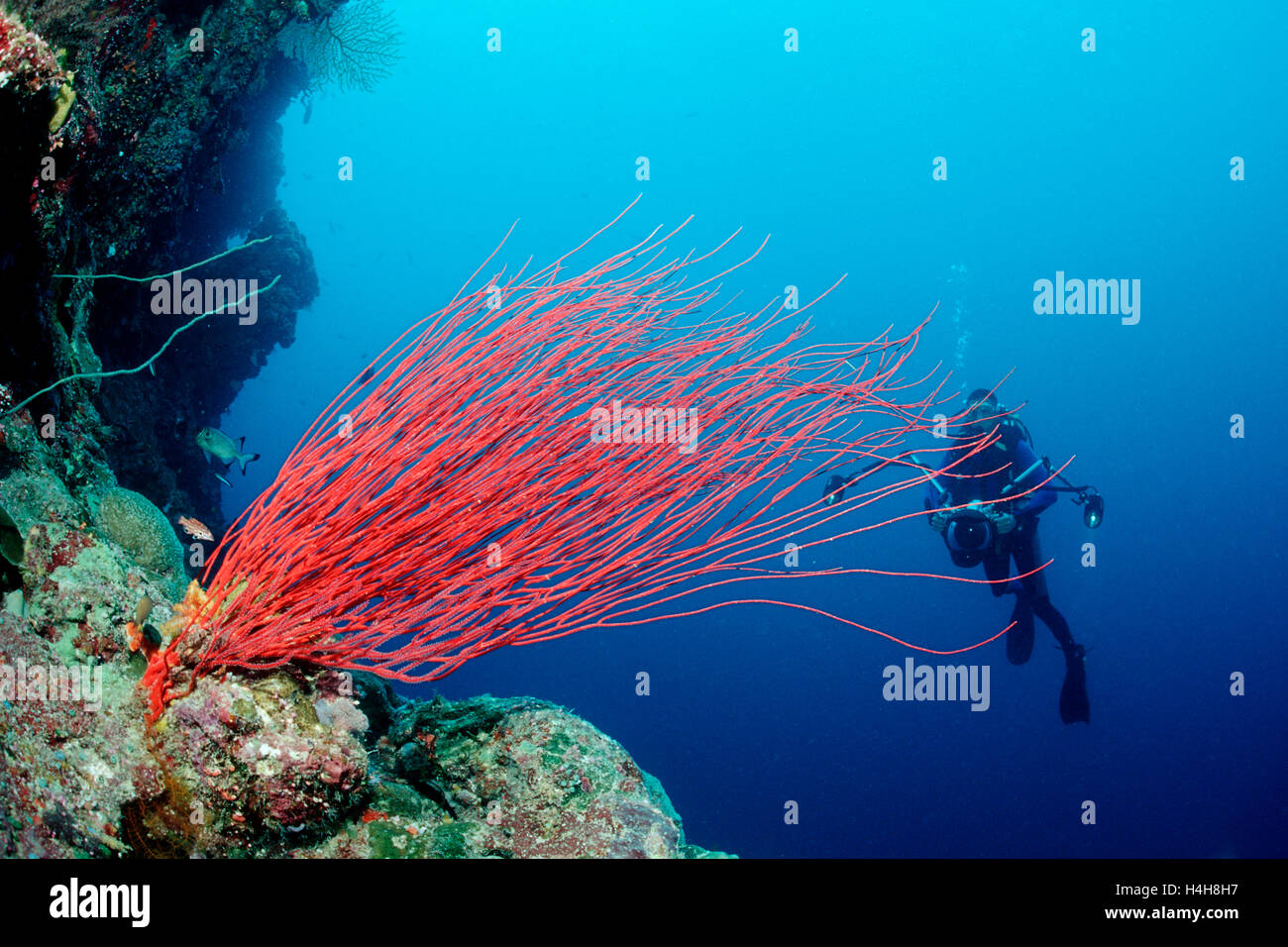 Diver and Red Wip Coral (Ellisella ceratophyta), Palau, Micronesia, Pacific Stock Photo