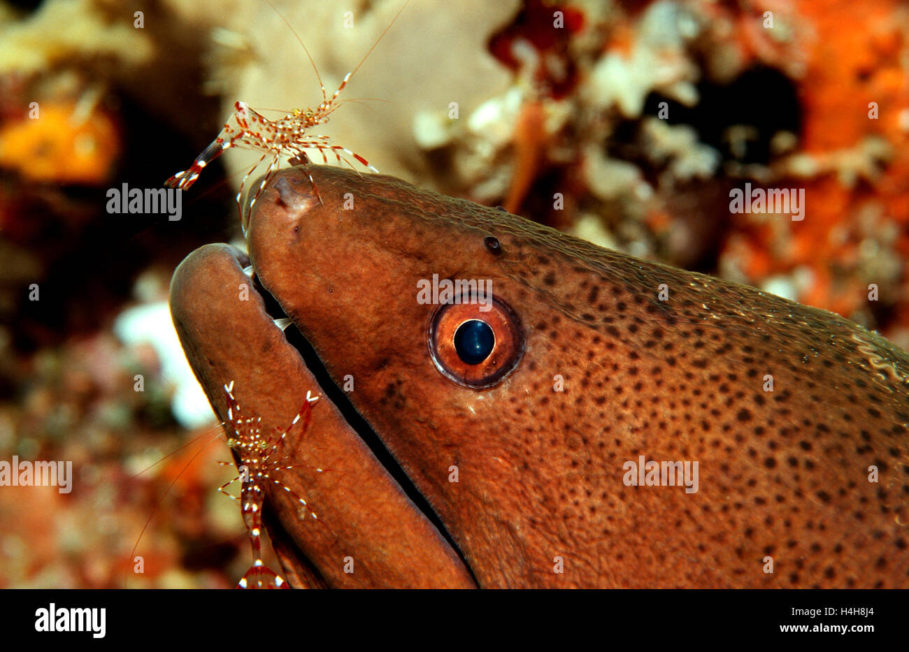 Red-white Spotted Cleaner Shrimp, Palaemnoid Shrimp (Leandrites cyrtorhynchus) cleaning a Yellow-edged Moray (Gymnothorax Stock Photo