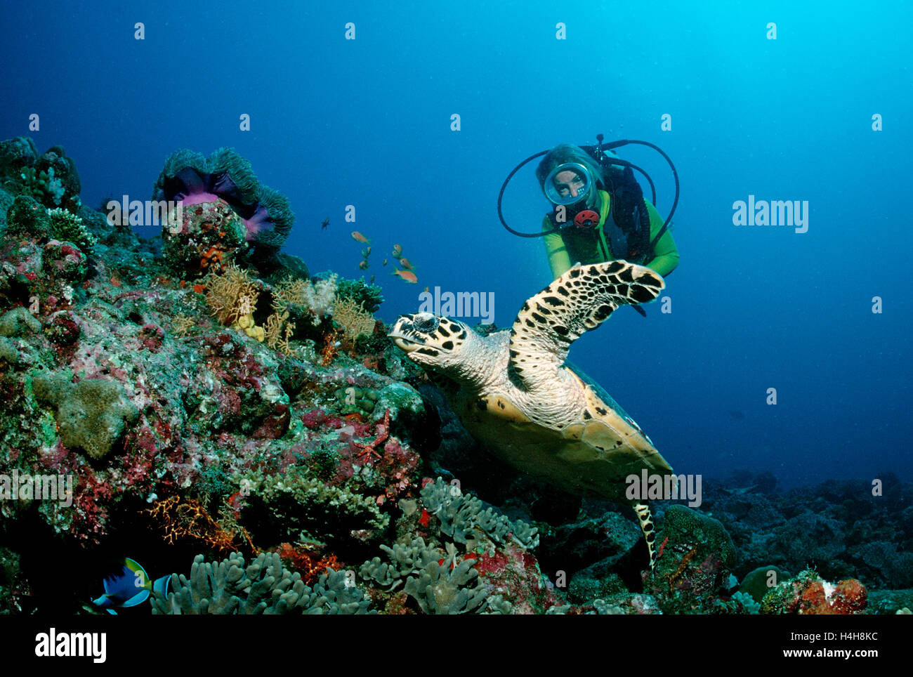 Hawksbill Turtle (Eretmochelys imbricata) and a scuba diver, Maldive Islands, Indian Ocean Stock Photo