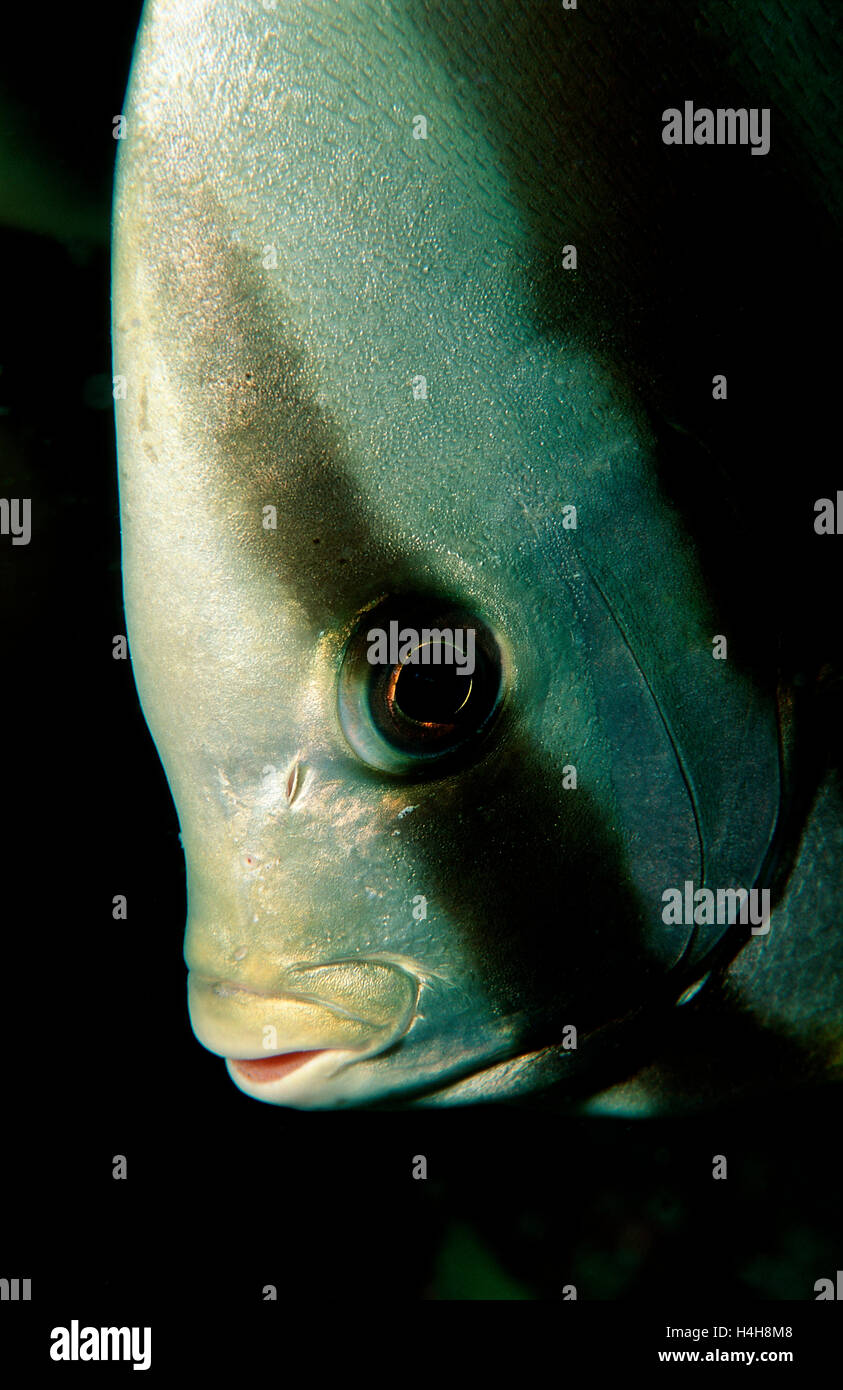 Dusky Batfish or Red Faced Batfish (Platax pinnatus), Maldive Islands