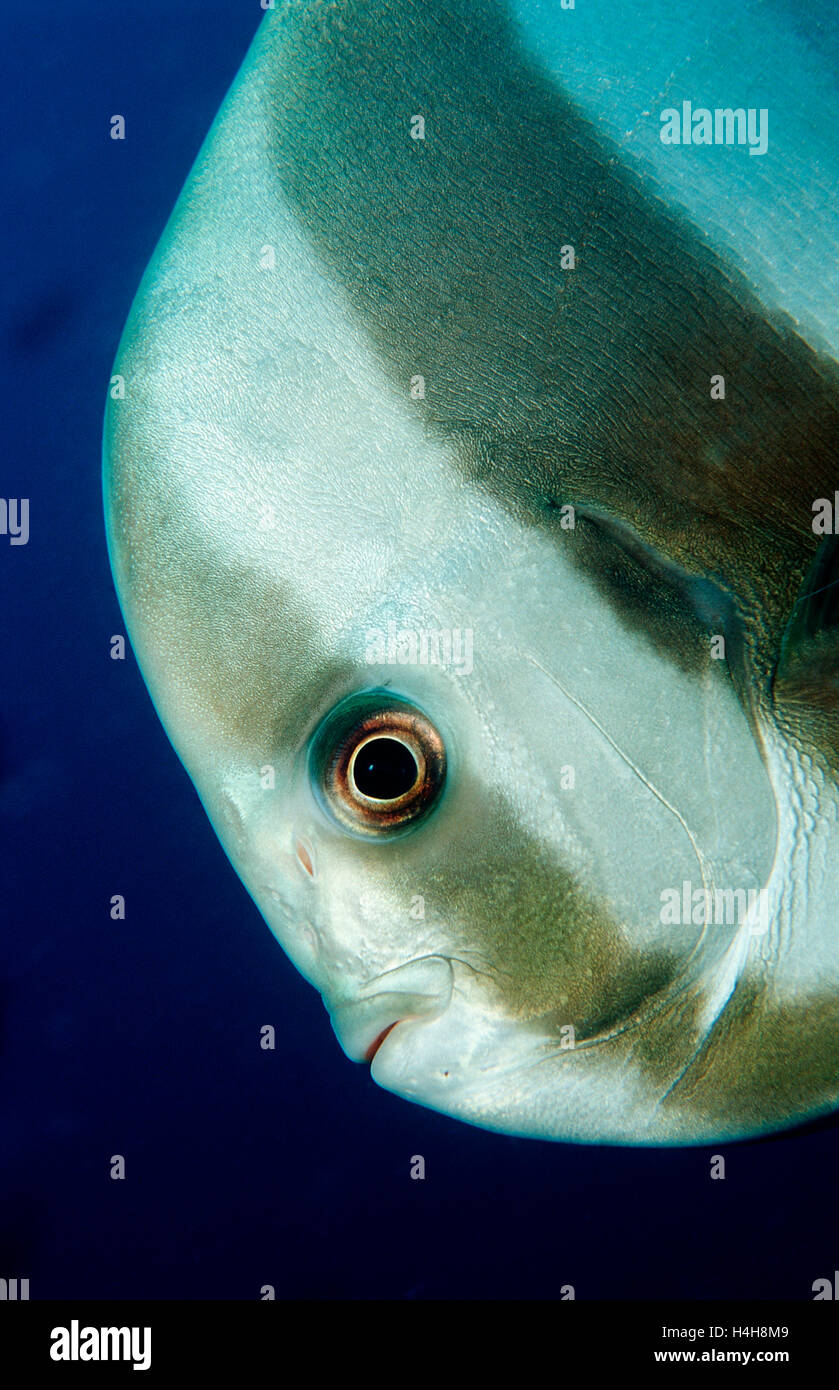 Dusky Batfish or Red Faced Batfish (Platax pinnatus), Maldive Islands