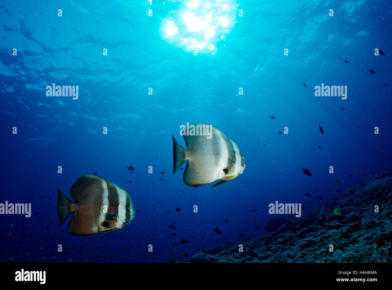Dusky Batfish or Red Faced Batfish (Platax pinnatus), Maldive Islands