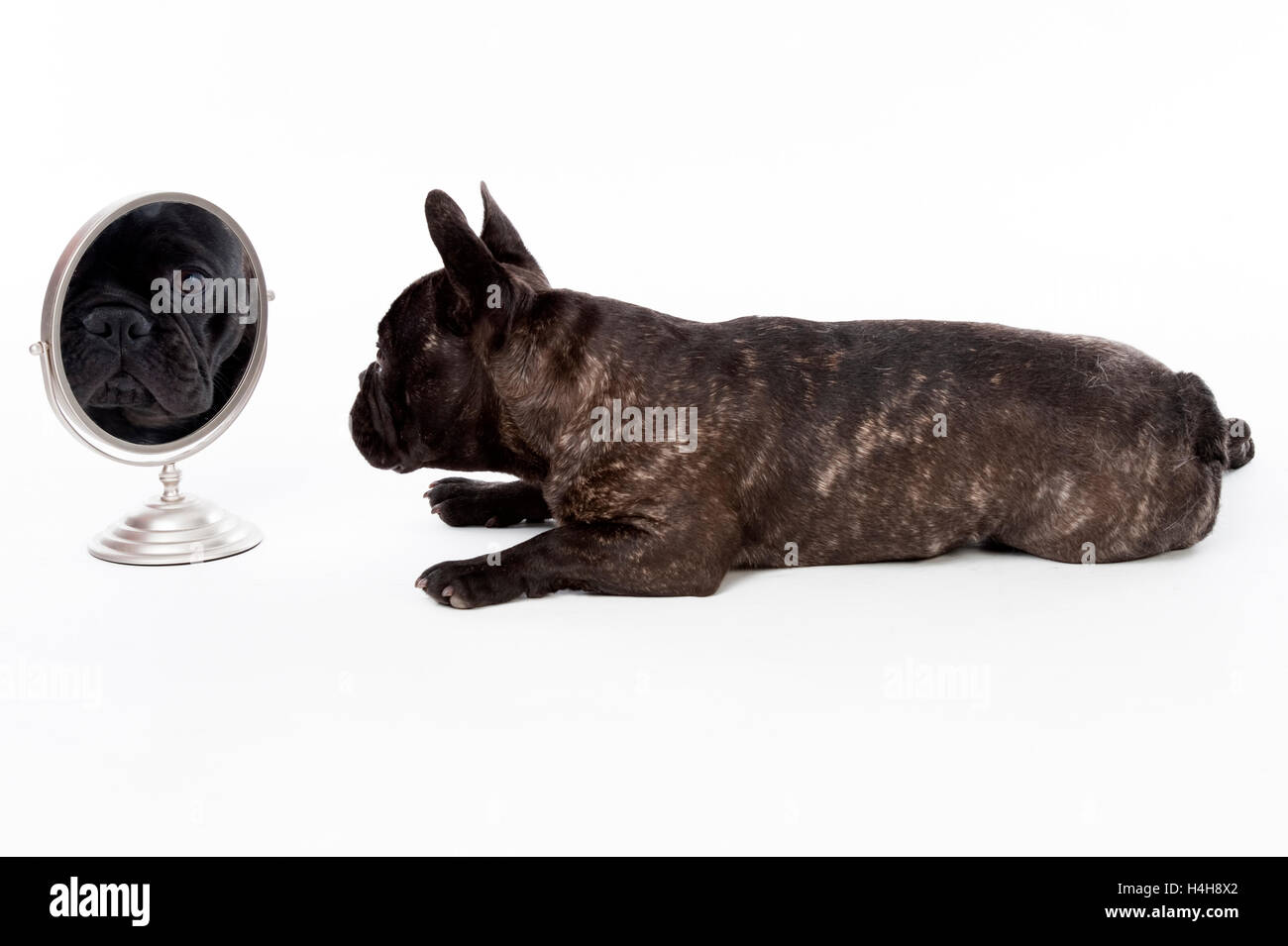 French Bulldog with mirror image Stock Photo