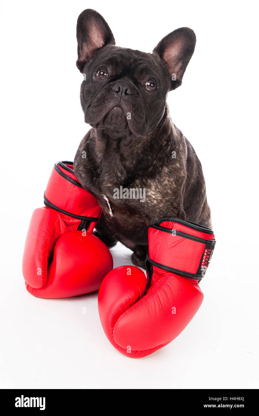 French Bulldog with boxing gloves Stock Photo 123311402