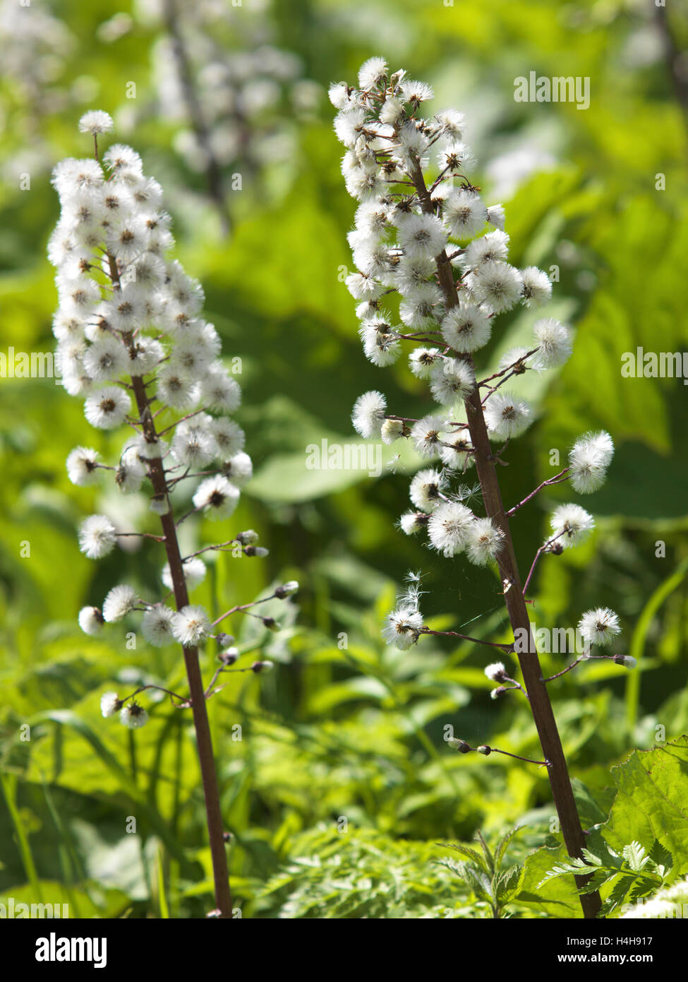 White butterbur (Petasites albus) Stock Photo