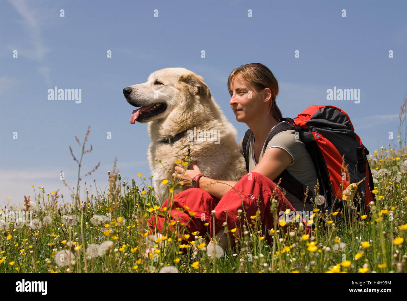 Young woman with a dog hiking in Kalkalpen National Park, Upper Austria, Austria, Europe Stock Photo
