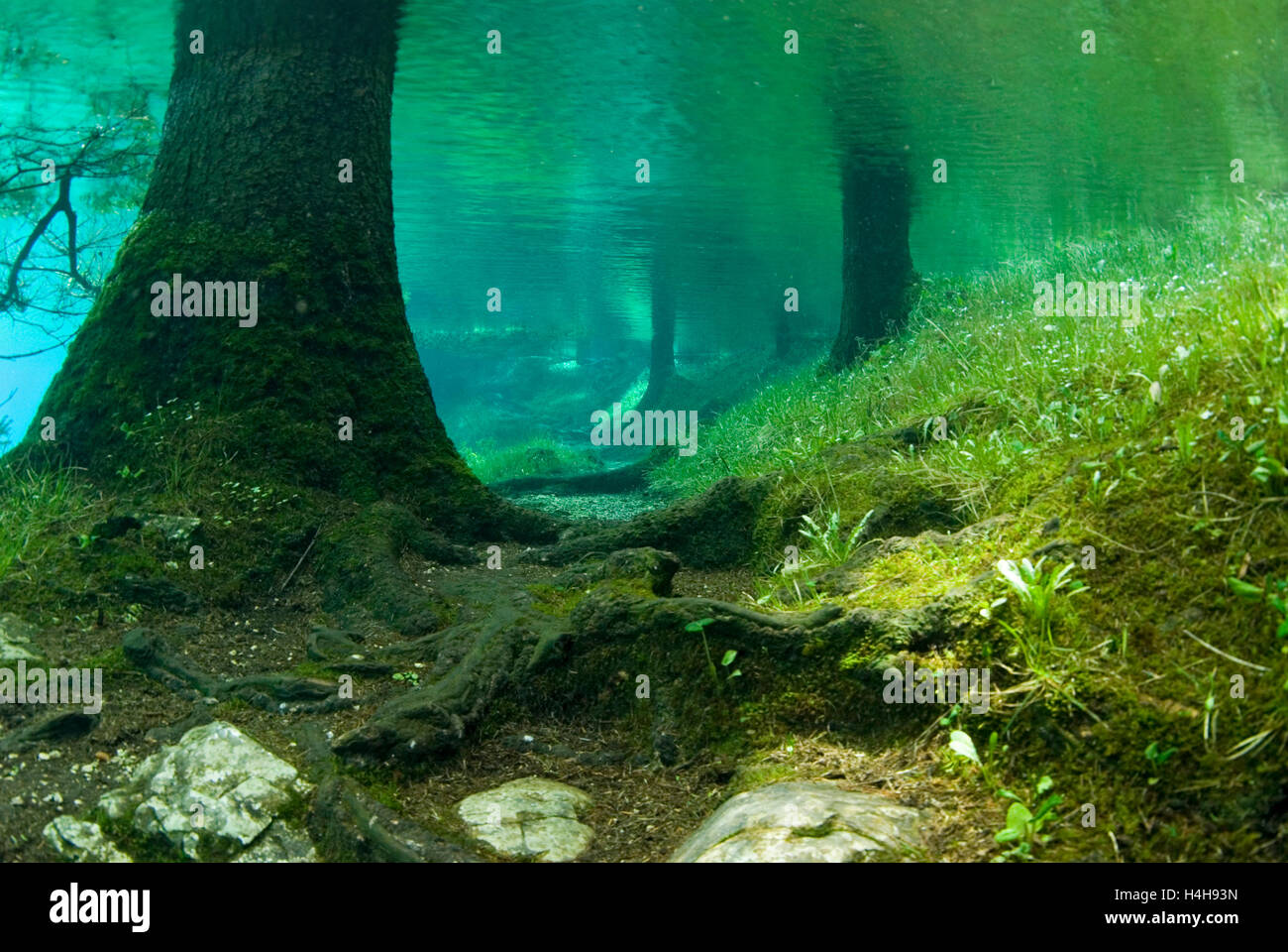 Immersed forest in Green Lake, Tragoess, Styria, Austria Stock Photo