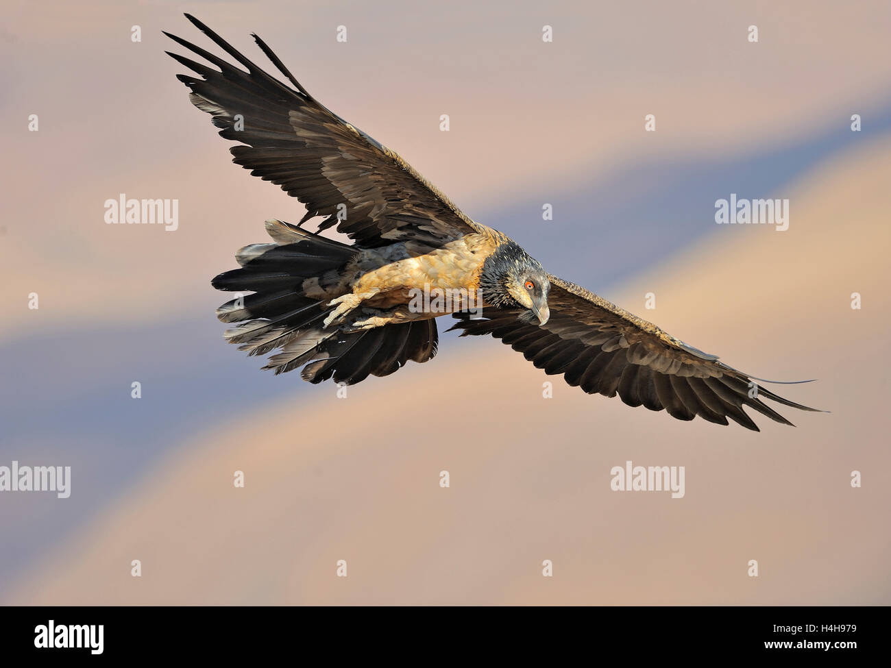 Immature bearded vulture in flight (Gypaetus barbatus), Giant's Castle National Park, Kwazulu-Natal, South Africa Stock Photo