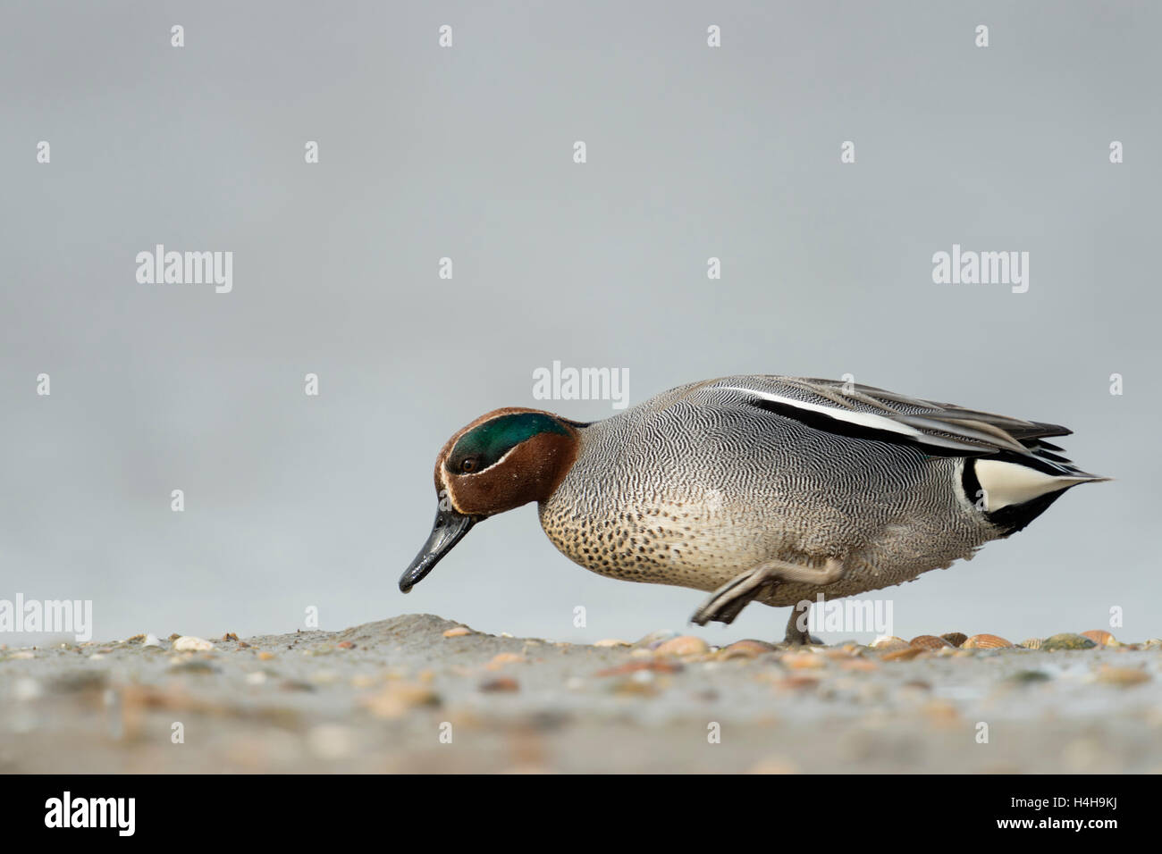 Teal / Krickente ( Anas crecca ), male drake, in colorful breeding dress, walking along mudflats, searching for food. Stock Photo