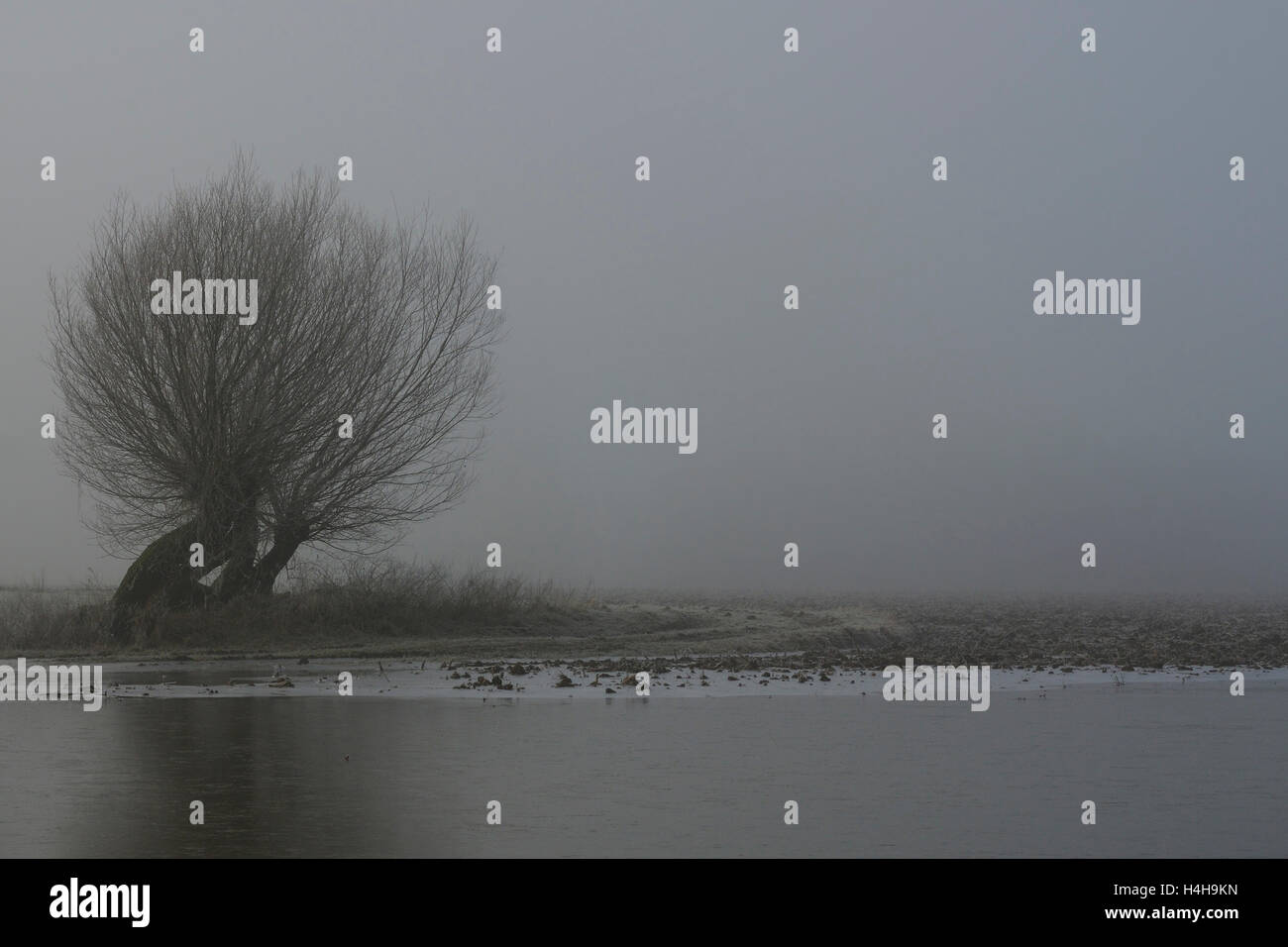 Flooded fields with old pollard trees on a typical misty gray winter morning at Lower Rhine, North Rhine-Westphalia, Germany. Stock Photo