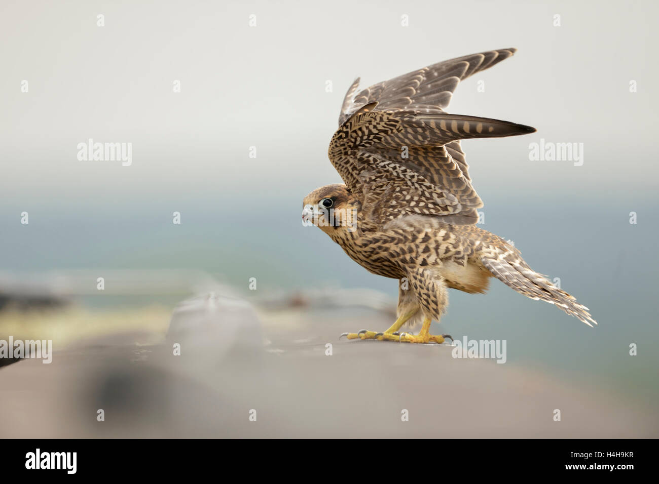 Eurasian Duck Hawk ( Falco peregrinus ), young bird of prey at the edge of a roof on top of a building, beating with its wings. Stock Photo