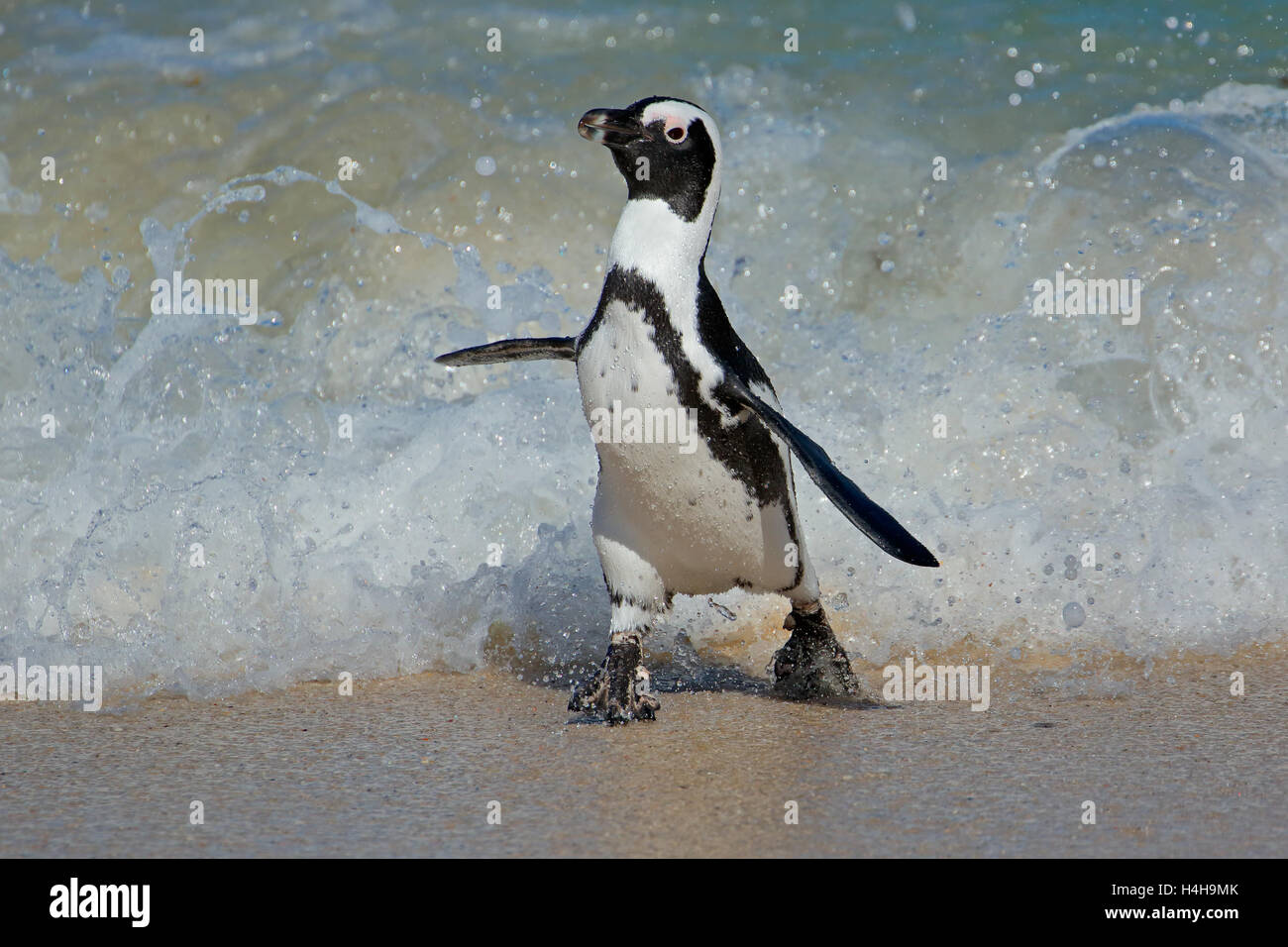 An African penguin (Spheniscus demersus) running on beach, Western Cape, South Africa Stock Photo