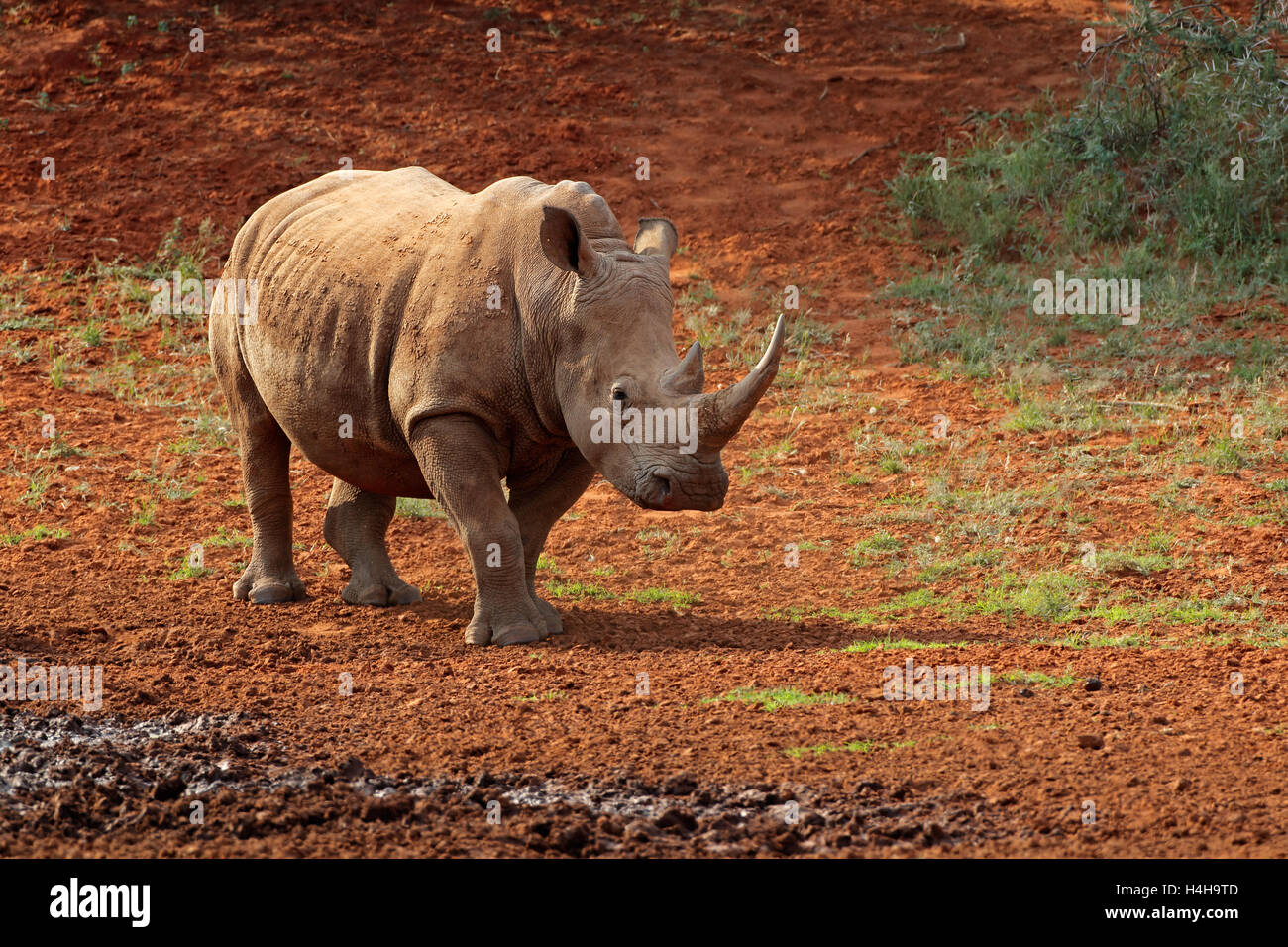A white rhinoceros (Ceratotherium simum) in natural habitat, South Africa Stock Photo
