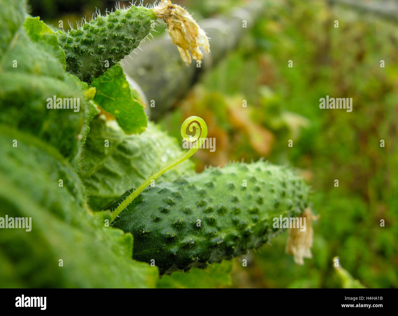 Thorn cucumber hires stock photography and images Alamy