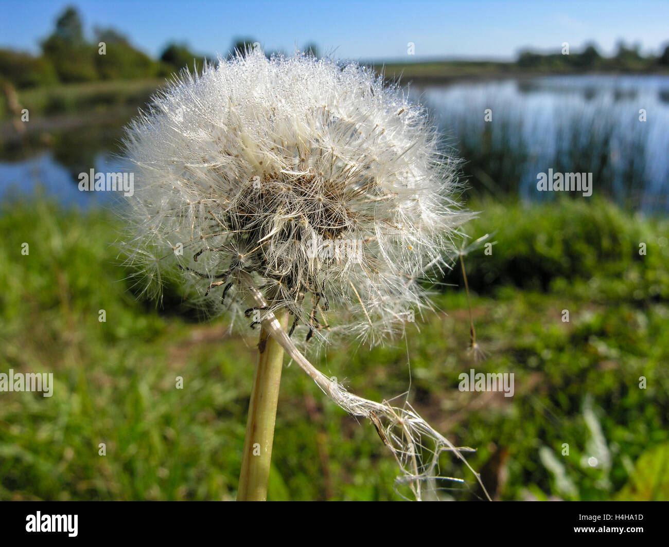 Wet fluffy dandelion seeds Stock Photo