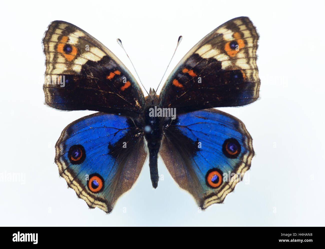 Nymphalid butterfly(Junonia orithya) specimen isolated Stock Photo