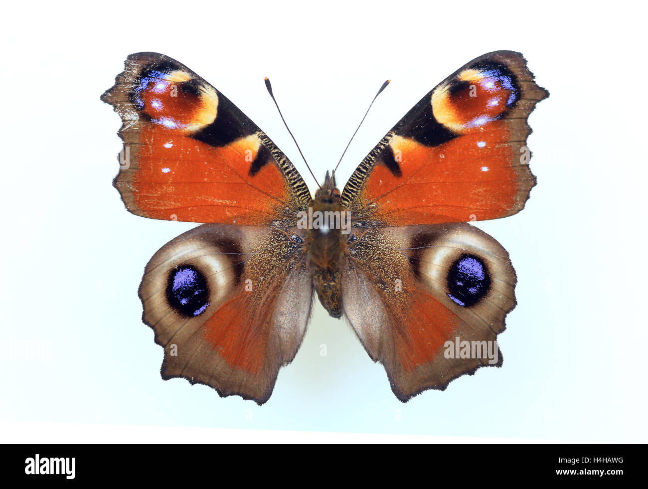 Peacock butterfly (Inachis io) specimen isolated Stock Photo