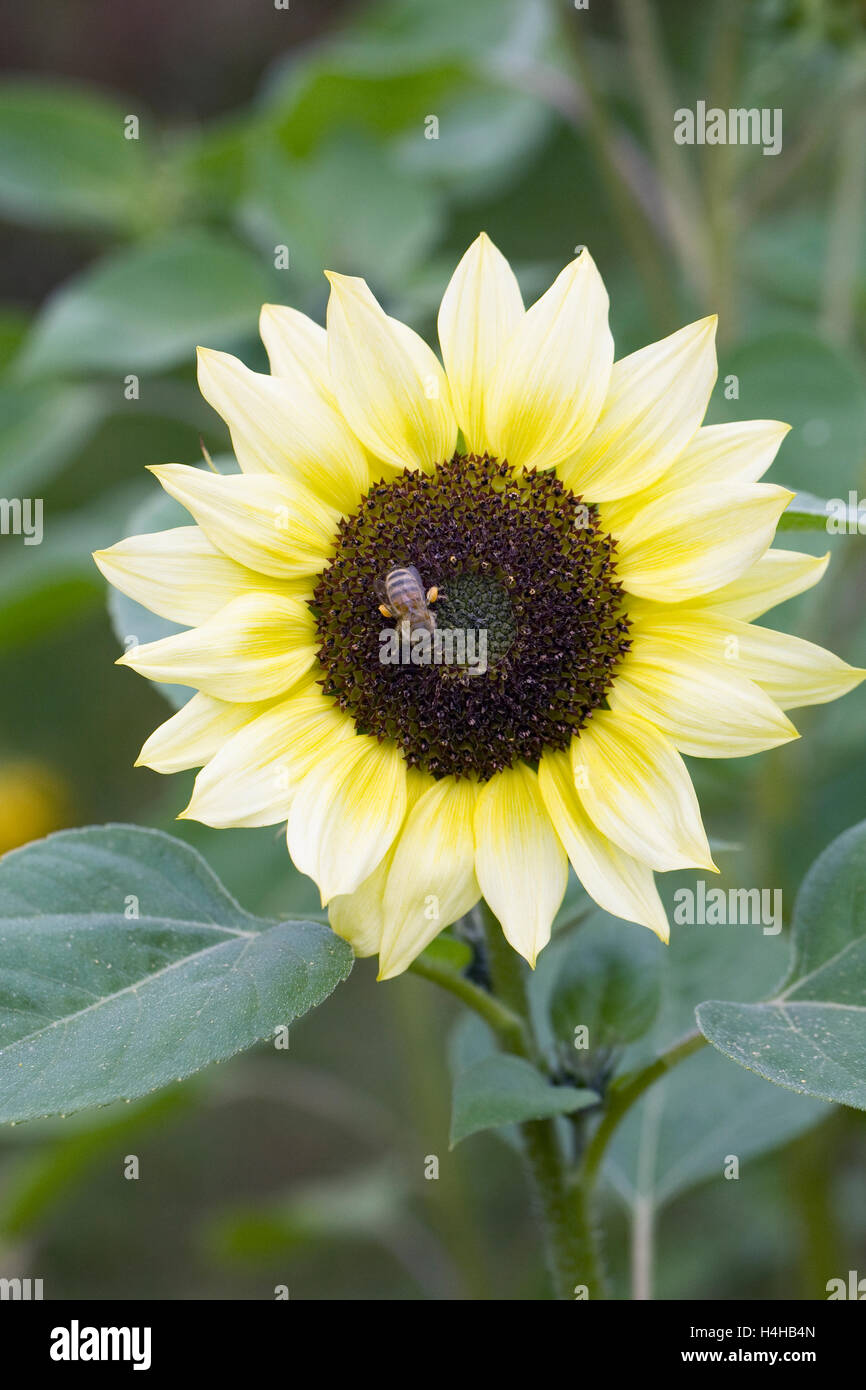 Honeybee on Helianthus flower. Stock Photo