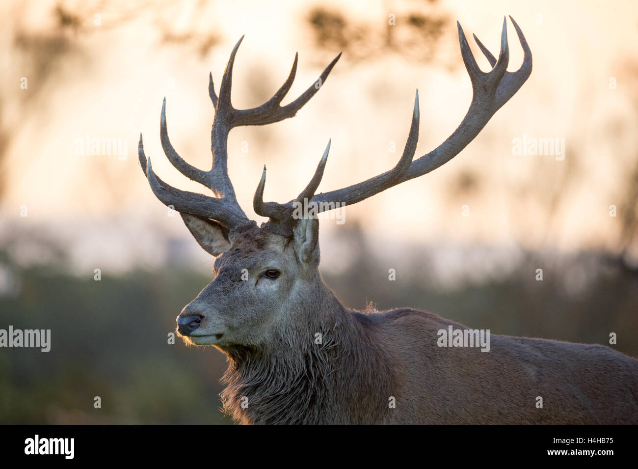 Red Deer Close up Portrait in daylight. The image shows a stag in it's environment. Stock Photo