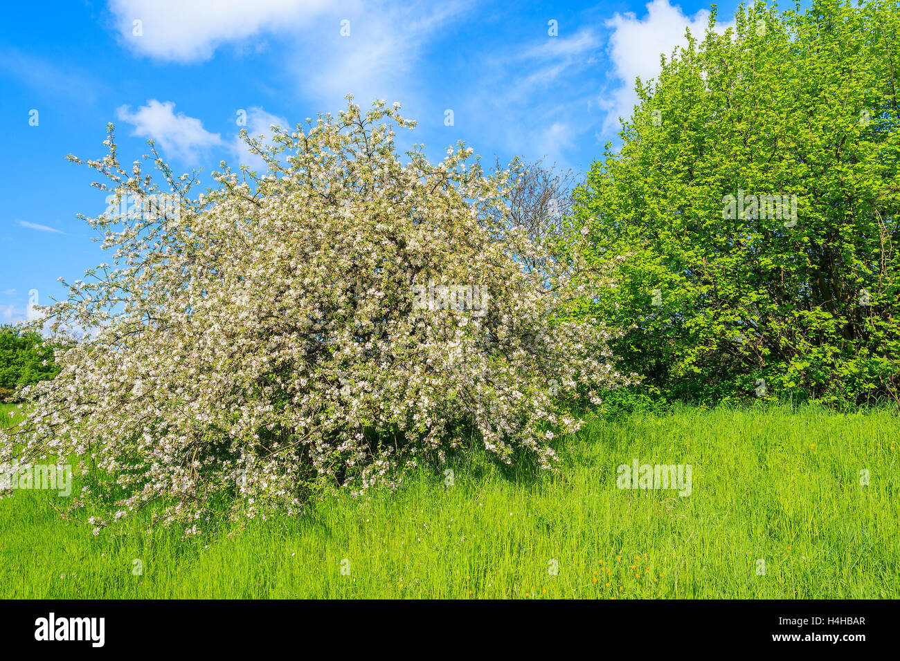 Apple tree blooming in green rural landscape near Krakow, Poland Stock Photo