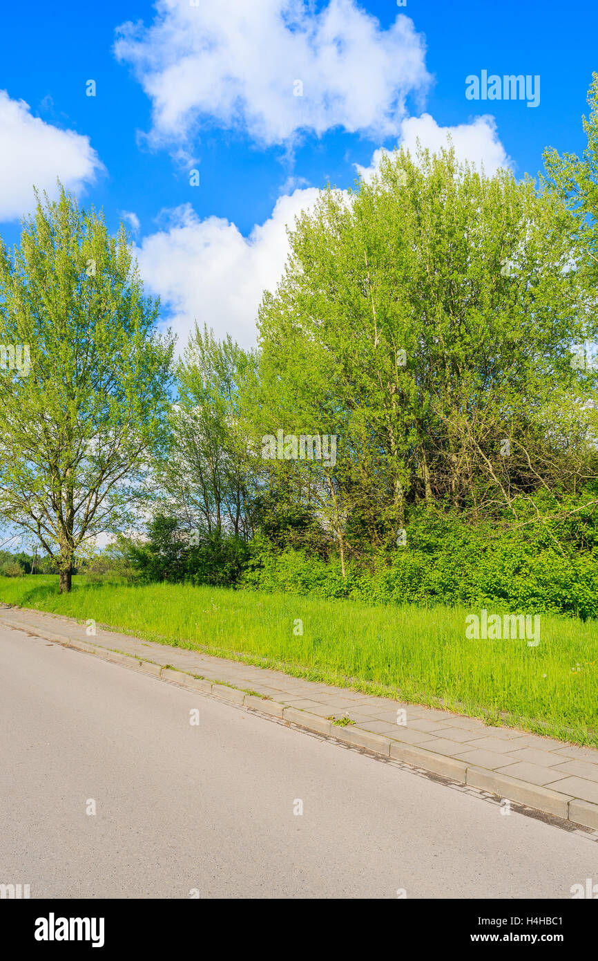 Green trees along a road in spring season near Krakow, Poland Stock Photo