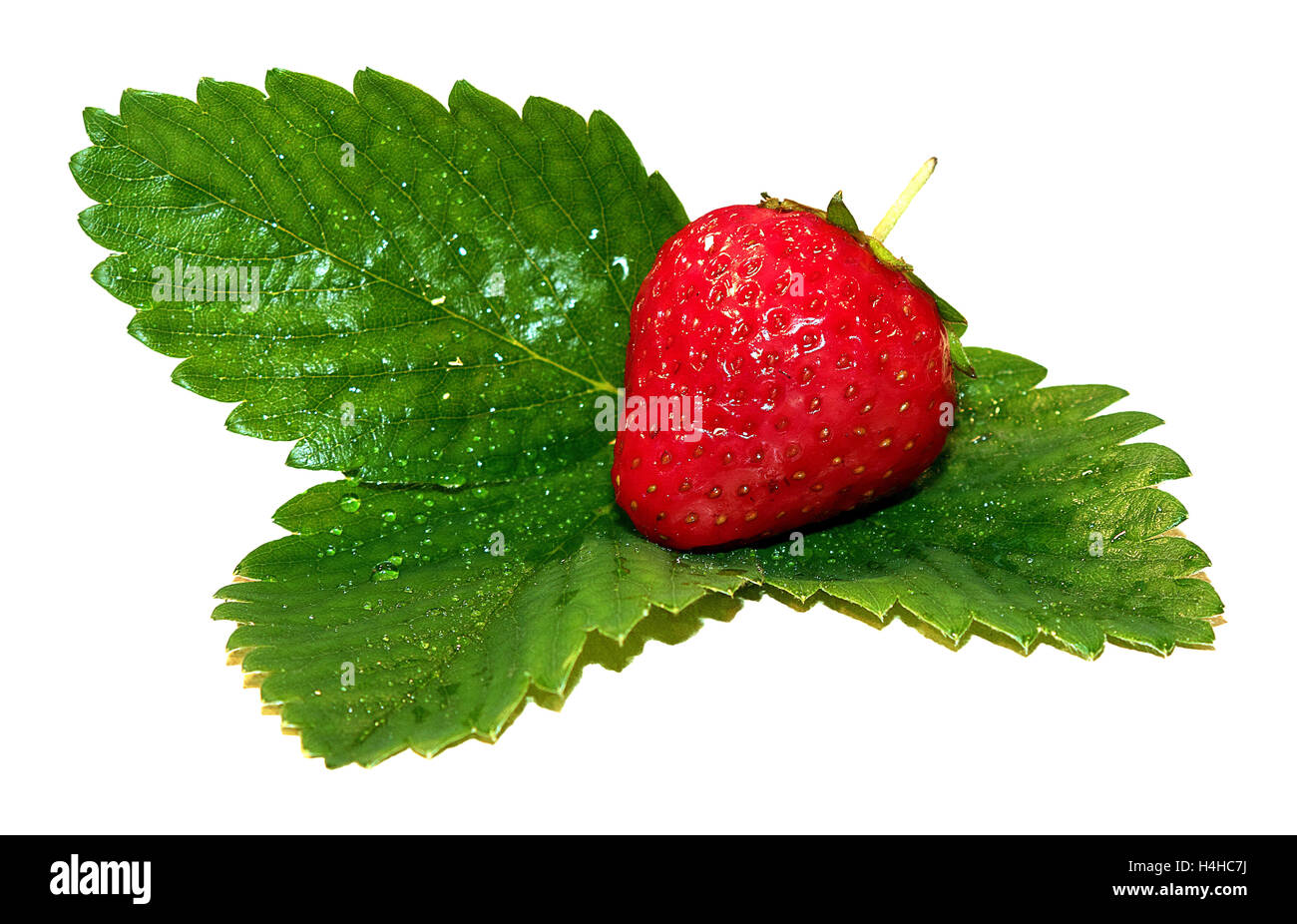 Fresh strawberries on summer , strawberries,seasonal fruits on spring,red fruit Stock Photo