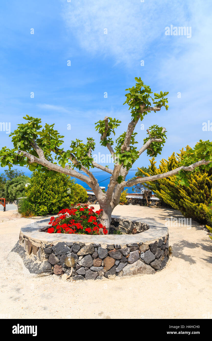 Green tree with flowers on square in Imerovigli village on Santorini island, Greece Stock Photo