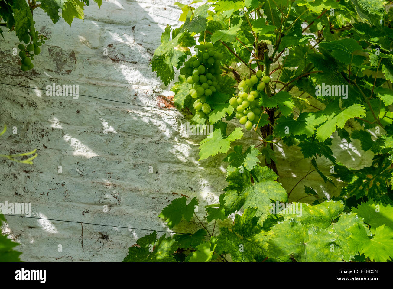 A white grapevine growing up a white wall Stock Photo Alamy