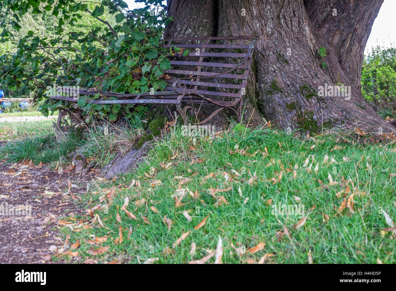 A small metal bench that is being overgrown by trees and shrubs in the lea of a large tree. Stock Photo