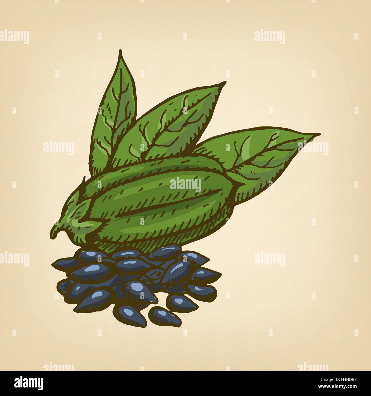 Black Sesame Seeds with pod and leaves. Vector illustration Stock
