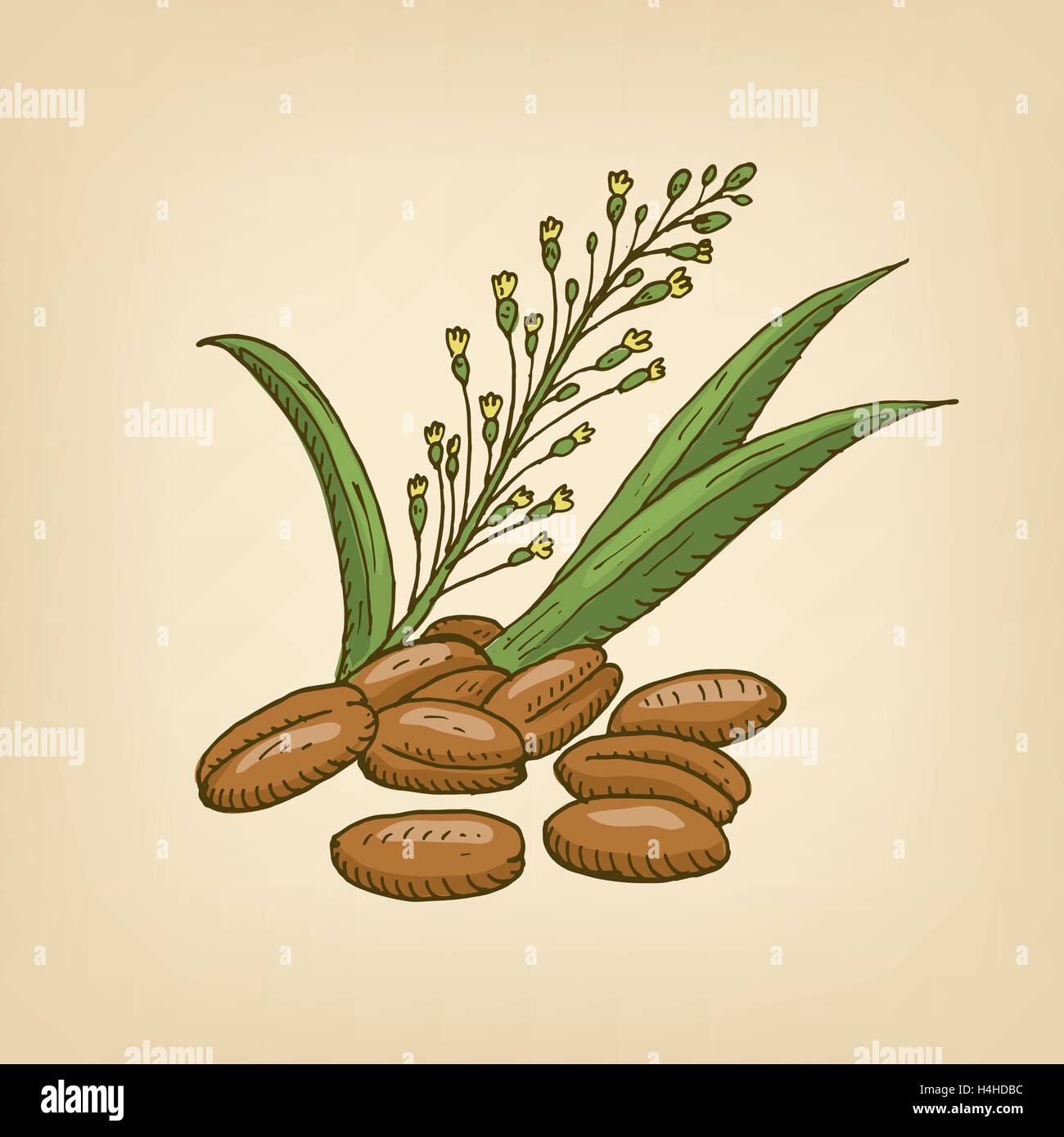 Camelina sativa or gold-of-pleasure, or false flax, flowering oil plant. Vector illustration Stock Vector