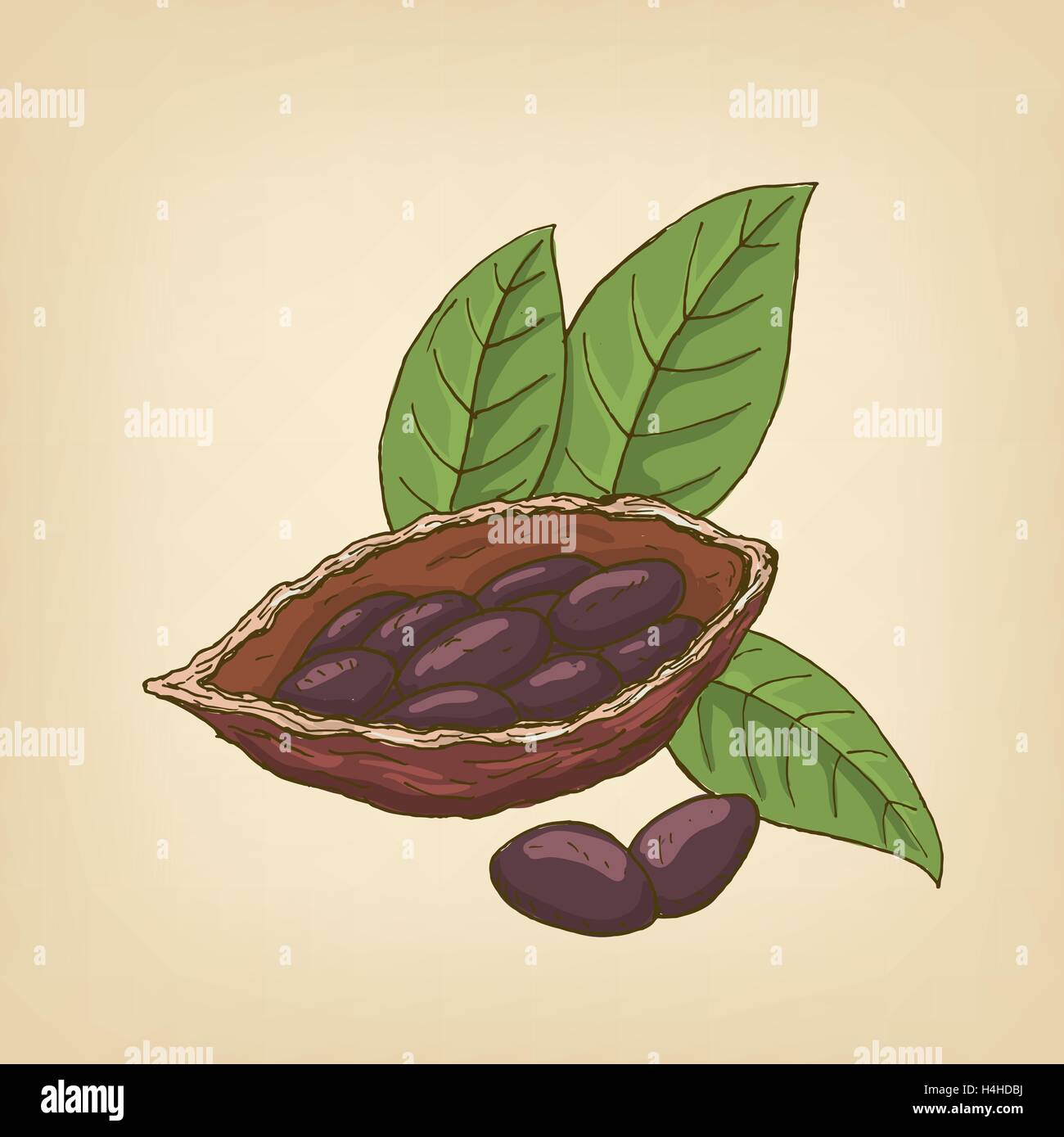 Cocoa pods, cocoa beans and leaves. Vector illustration. Stock Vector