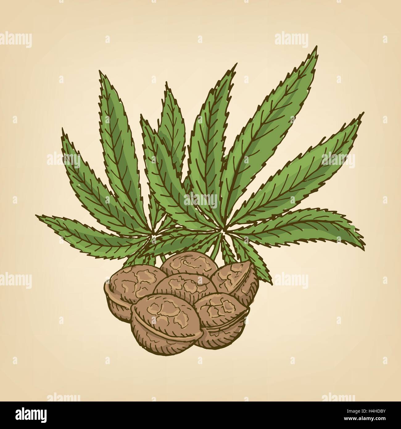 Hemp seed detail Stock Vector Images Alamy