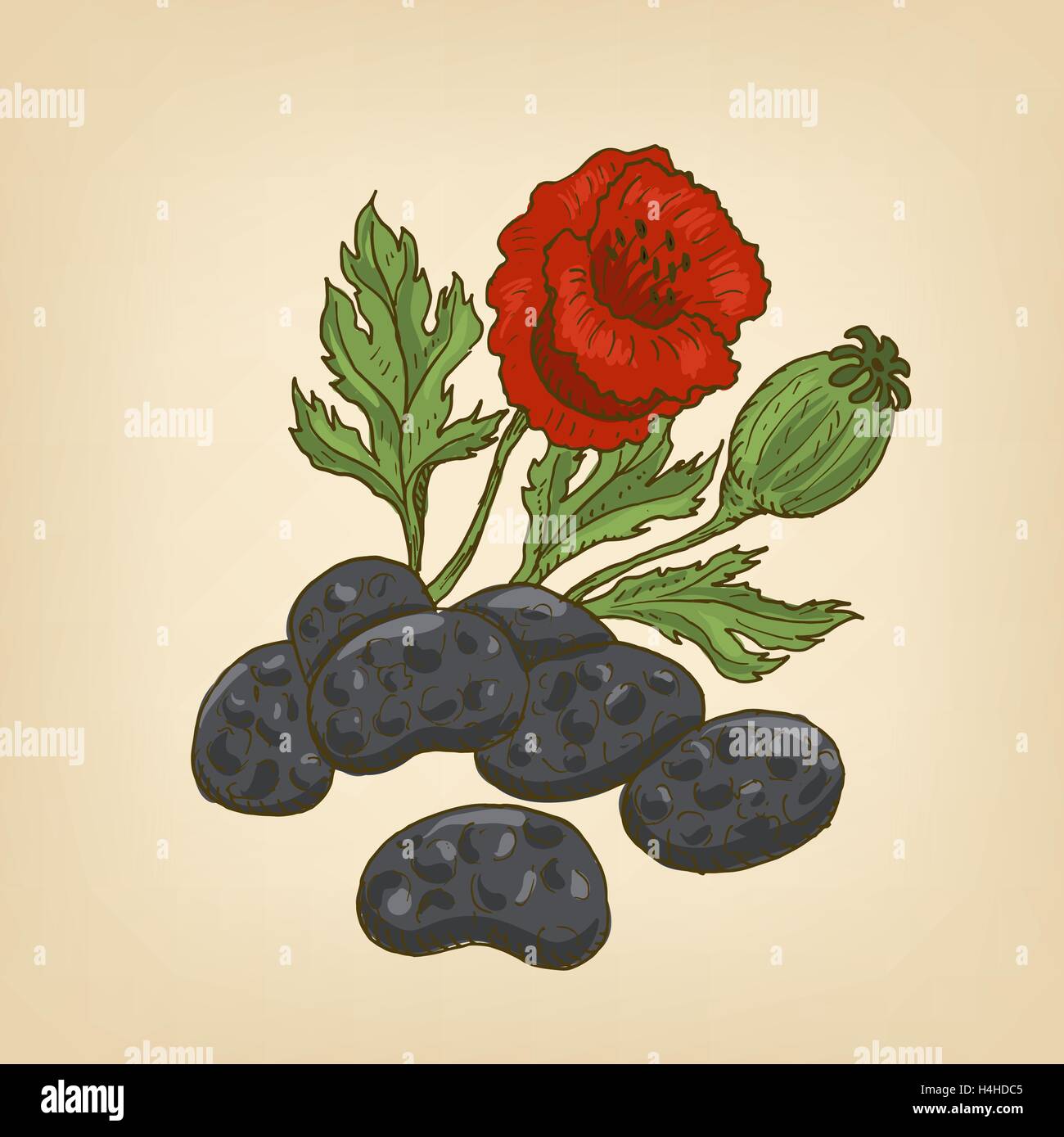 Poppy seed, flower and head. Vector illustration Stock Vector Image