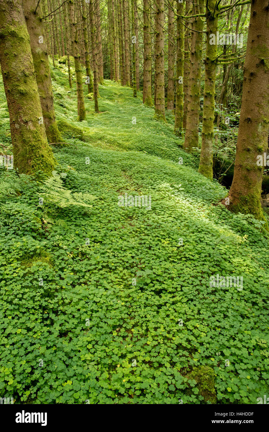 Forest path covered with clover, Southern Norway Stock Photo