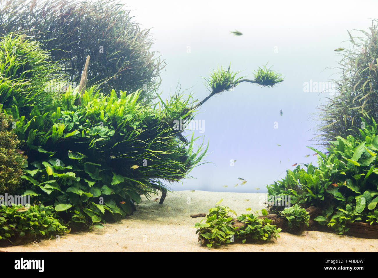 Download 460 Koleksi Background Grass Aquarium Gratis