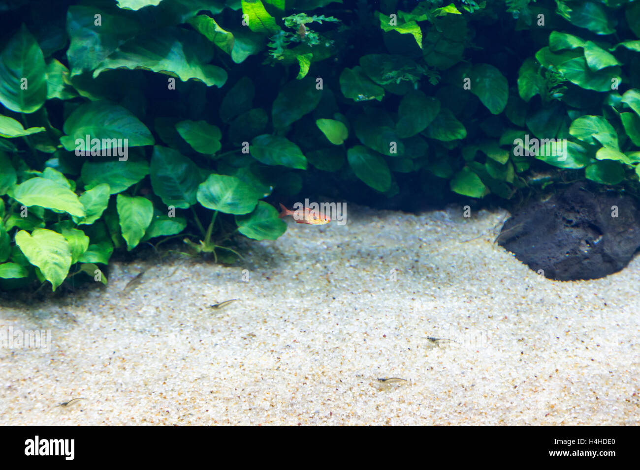 Download 460 Koleksi Background Grass Aquarium Gratis