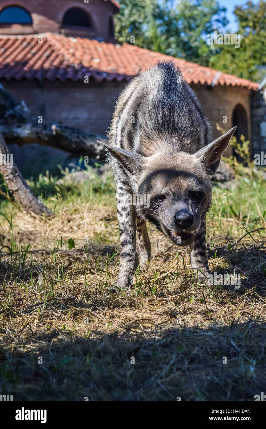 Laughing Striped hyena - Hyaena hyaena Stock Photo - Alamy