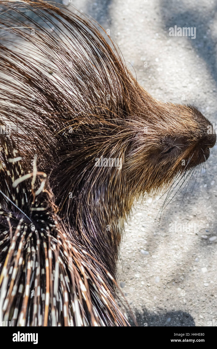 Crested porcupine close up - Hystrix cristata Stock Photo