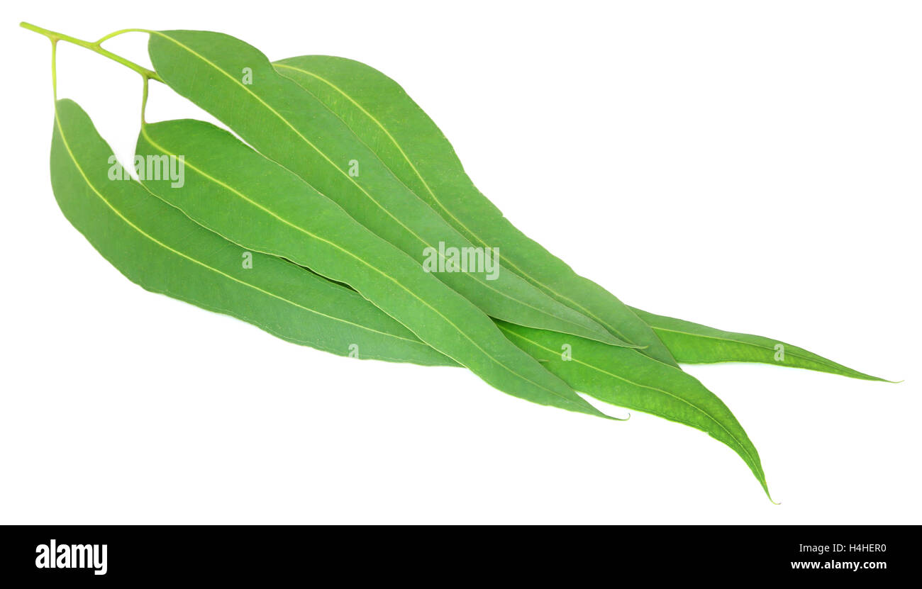 Eucalyptus eucalyptus hi-res stock photography and images - Alamy