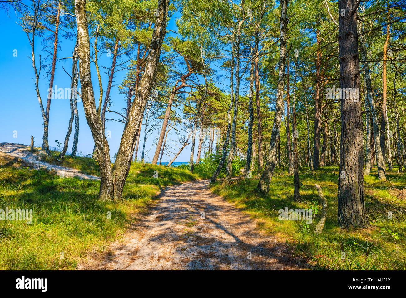 Path in forest on shore of Baltic Sea, Poland Stock Photo - Alamy